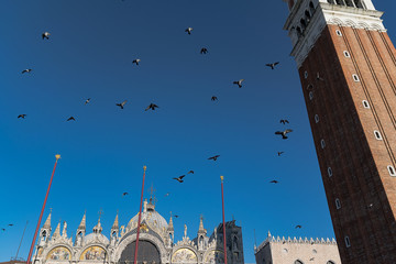 Piazza di Venezia e piccioni