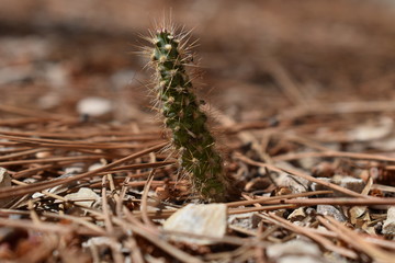 Petit Cactus
