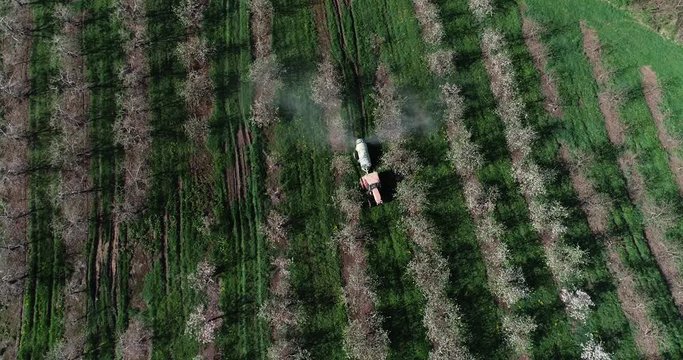 Aerial view looking straight down on tractor spraying for fire blight in a blossoming apple orchard.