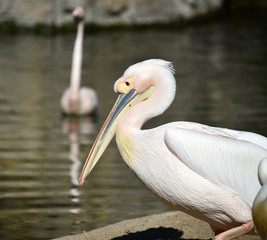 pelican