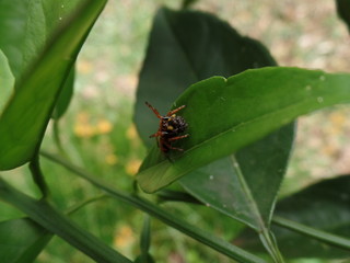 Fototapeta premium SAMSUNG CAMERA PICTURES