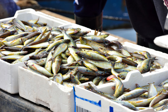fresh fish (paranza) for sale directly from the fishermen, porto cesareo Salento Italy