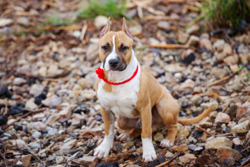 american staffordshire terrier puppy sitting outdoors
