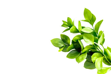 Summer concept. Bright greenery. Sprig with green foliage on white top view space for text