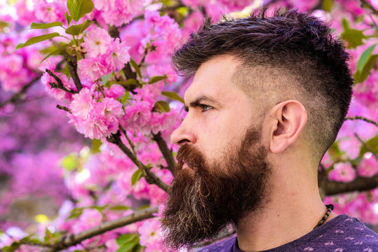 Man with beard and mustache on strict face near pink flowers. Blooming concept. Hipster enjoys spring near sakura blossom. Bearded man with fresh haircut with bloom of sakura on background.