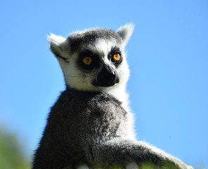 lemur