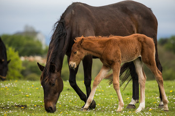 Naklejka na ściany i meble Cute baby foal with his mother grazing in a spring meadow