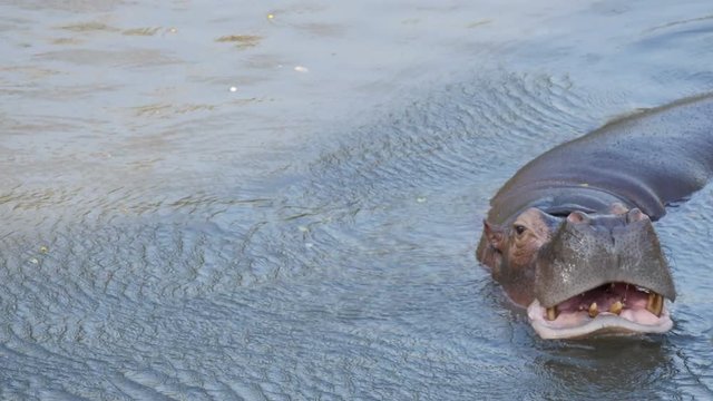 Hippopotamus yawning.