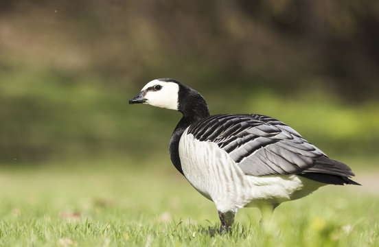 Barnacle Goose in the grass