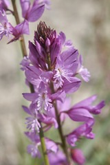 Fototapeta premium Polygala vulgaris