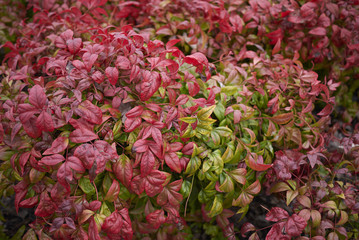 dwarf nandina domestica
