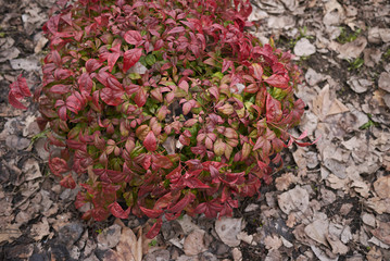 dwarf nandina domestica
