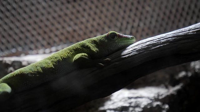 Madagascar gecko in an artificial habitat
