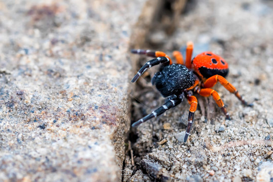 Ladybird spider or Eresus kollari close