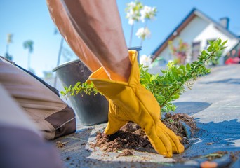 Men Planting Garden Plants