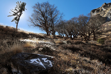 Scenic alpine forest in the Nepalese Himalayas