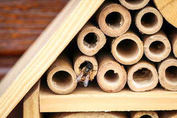Bienen im Insektenhotel