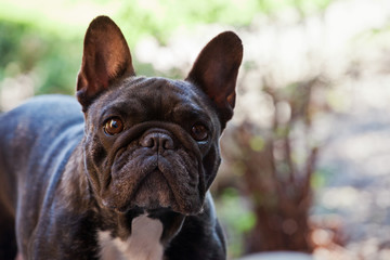 Black French Bulldog Garden