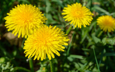Yellow dandelions close-up day