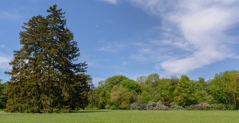 big meadow with trees in the Park the day of blue sky