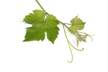 a vine leaf on a branch on a white background