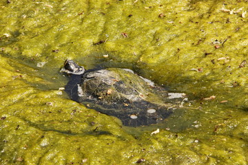 Tortue dans un lac du Bois de Boulogne à Paris	