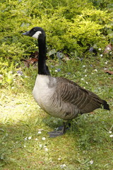 Canard du parc de Bagatelle à Paris
