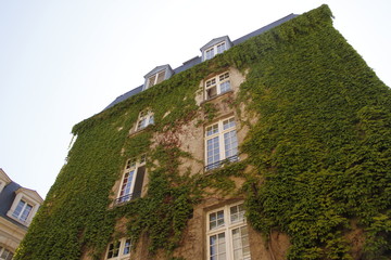 Immeuble végétalisé du quartier du Marais à Paris