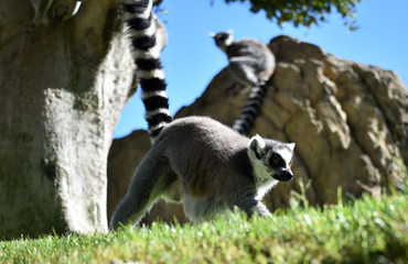 lemur en madagascar