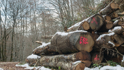 Troncos en el camino