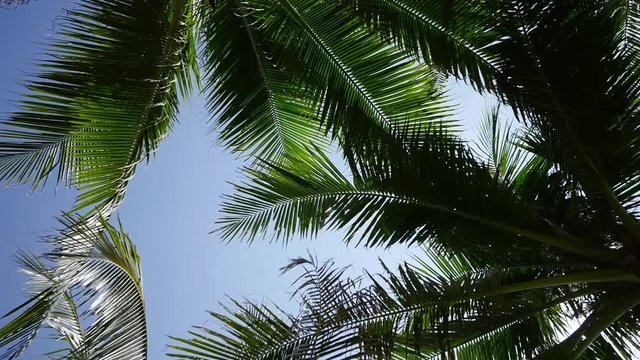 Coconut palm trees and sky behind leaves of palm tree in Thailand Island