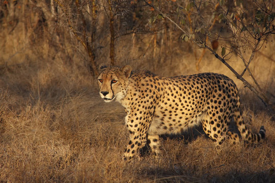 The cheetah (Acinonyx jubatus) walking at sunset in the middle of savanna