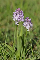 Dreizähniges Knabenkraut (Neotinea tridentata) 
