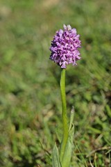 Dreizähniges Knabenkraut (Neotinea tridentata) 
