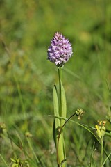 Dreizähniges Knabenkraut (Neotinea tridentata) 
