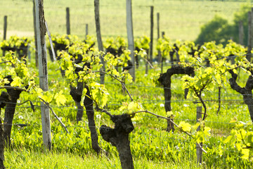 La vigne et le vin