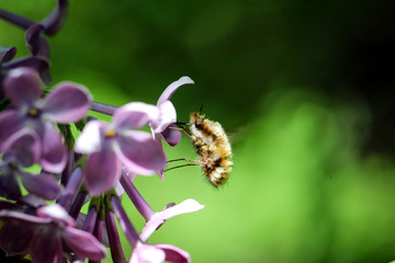 Wollschweber ( Bombylius major) im Flieder 