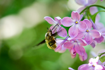 Wollschweber ( Bombylius major) im Flieder 