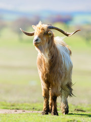 Brown and white billy goat with long fur and horns