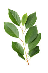 Branch with fresh green leaves of cherry isolated on white background