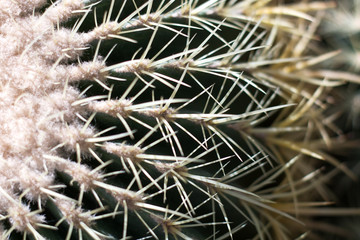 Beautiful Echinocactus grusonii texture. Close up of a cactus.