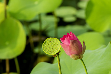 A view over a pond filled with pink lotus flowers