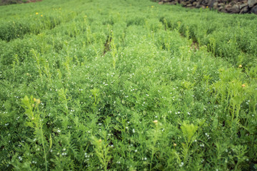 Fototapeta na wymiar Lentil field, rows of plants. Agriculture