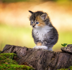 Naklejka na ściany i meble kitten on tree stump
