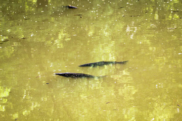 Fische im Teich an der Oberfläche, Natur, Europa, Deutschland 