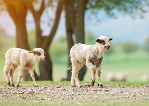 Two little lamb brothers walking alone