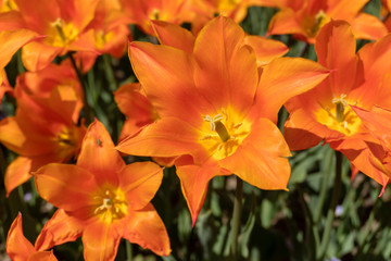 Obraz na płótnie Canvas close-up of the blossoming Orange tulips