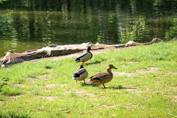 Stockenten, Ente im Park, Natur 
