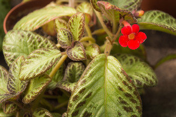 Flower of Flame violet, Carpet Plant, Episcia, Episcia spp. hybrid,