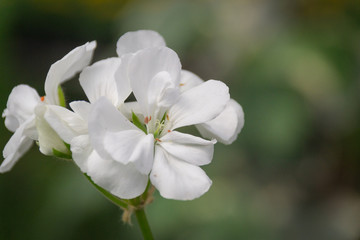 Fototapeta na wymiar Flowers of geranium Pelargonium, white color close-up.
